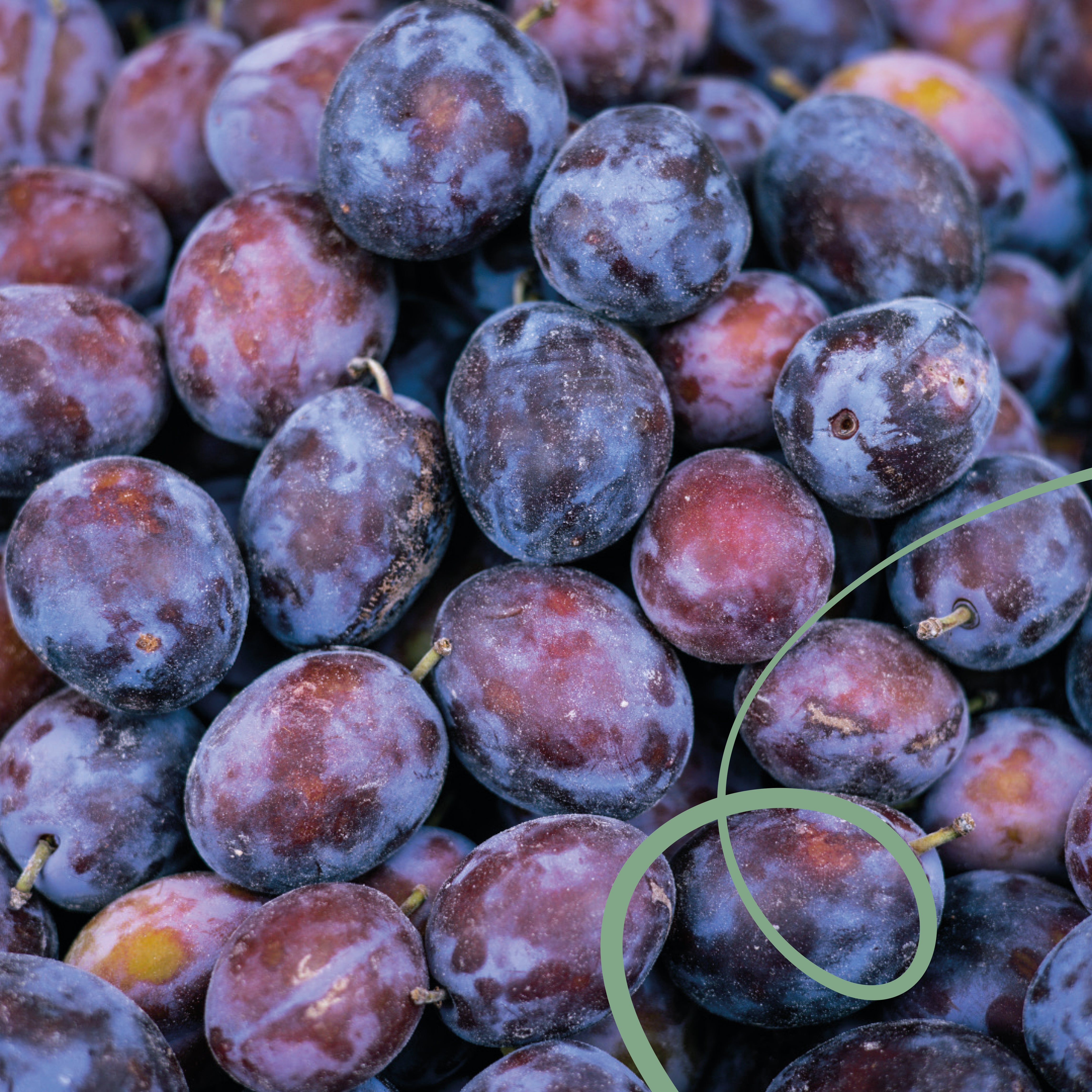 Guatemala Finca Catalan De Las Mercedes Pacamara Naturale