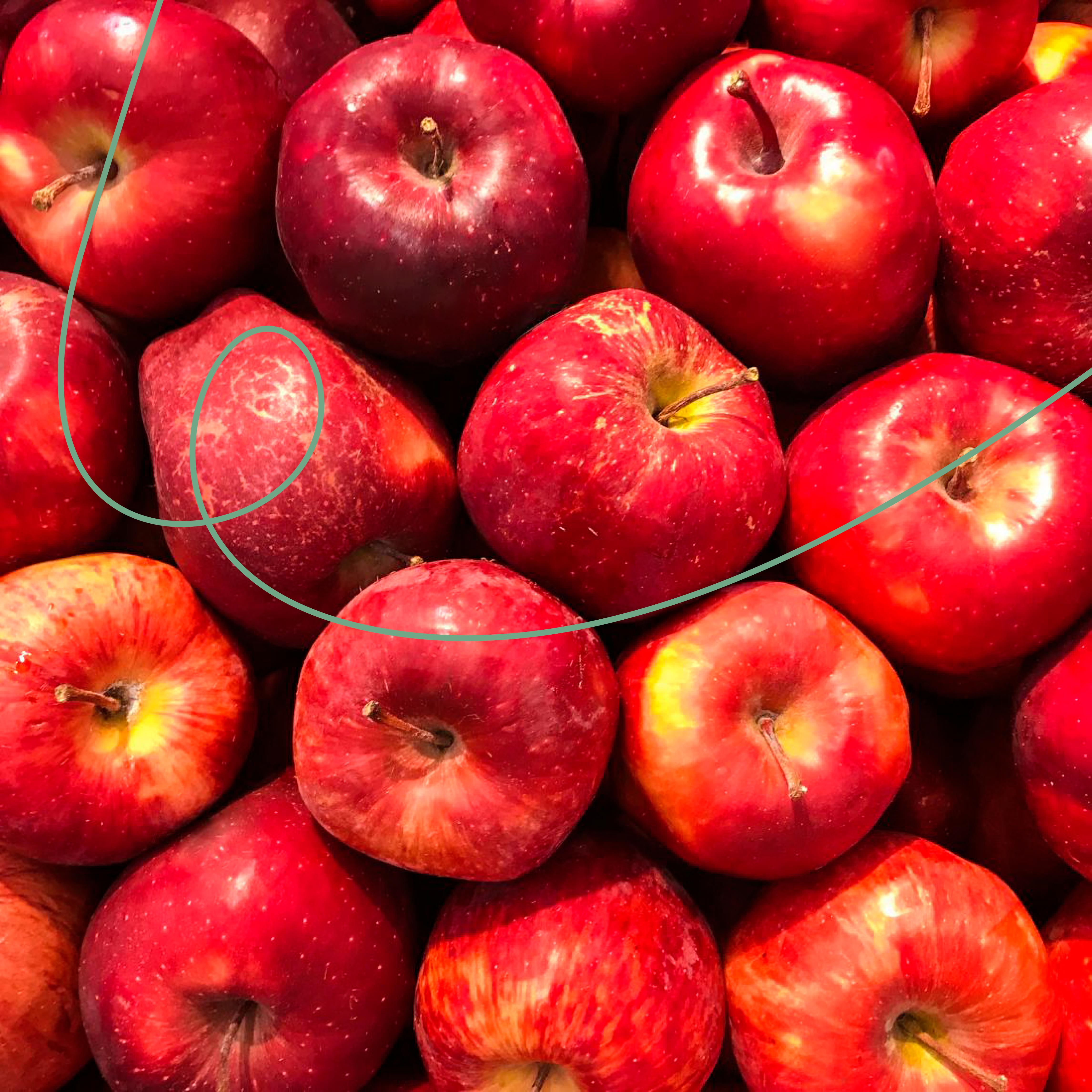 Honduras Finca La Salsa SL28