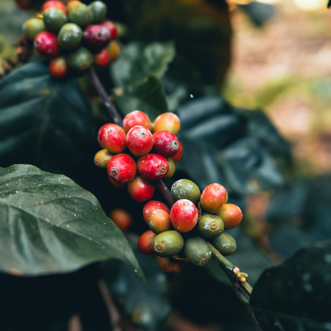 Coffee: from the bean to your cup